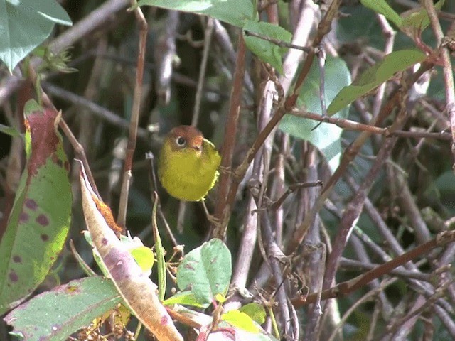 Yellow-breasted Warbler - ML201544231