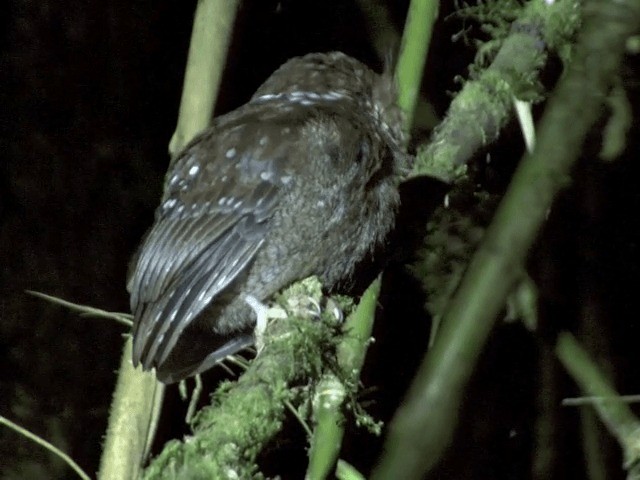 Long-whiskered Owlet - ML201544261