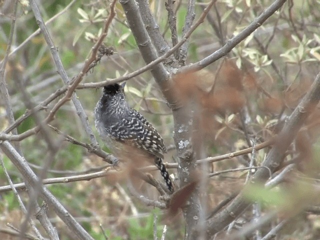 Chapman's Antshrike - ML201544351