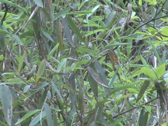 Brown Bush Warbler - ML201544411