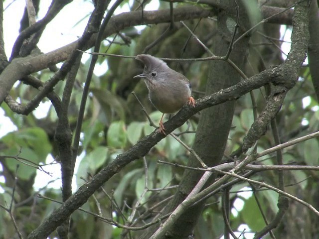 Çizgili Gıdılı Yuhina - ML201544461