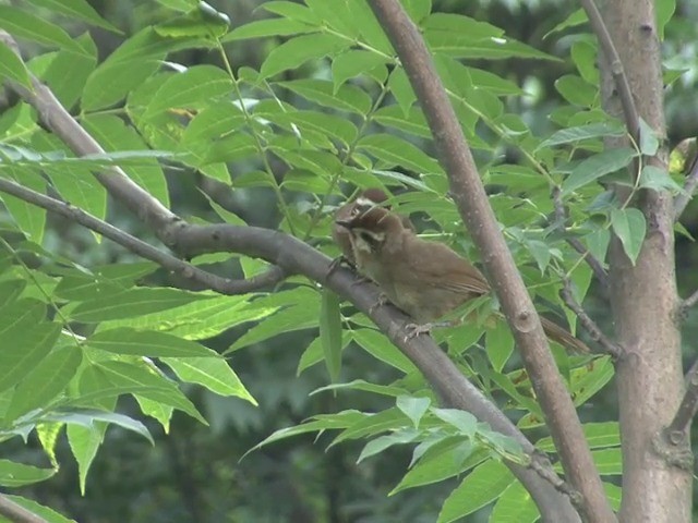 White-browed Laughingthrush - ML201544471