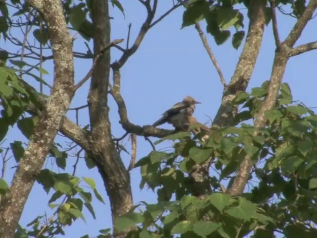 Red-billed Starling - ML201544491