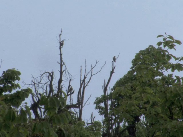 Wedge-tailed Green-Pigeon - ML201544501