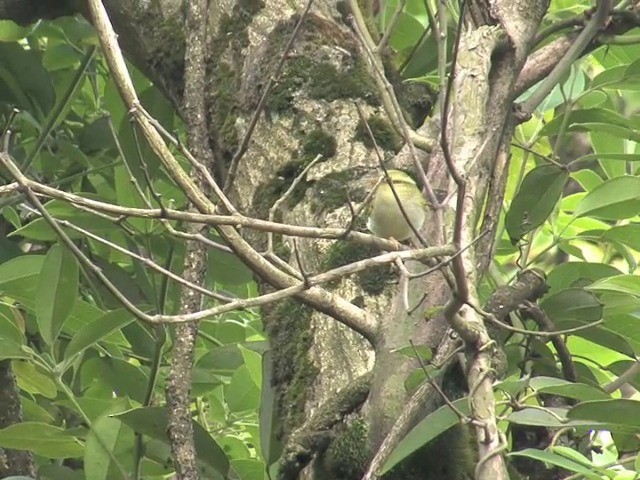 Kloss's Leaf Warbler - ML201544511