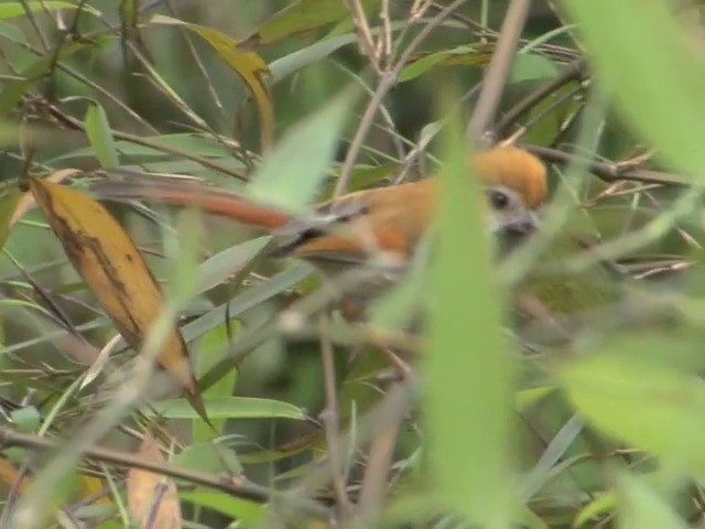 Golden Parrotbill - ML201544531