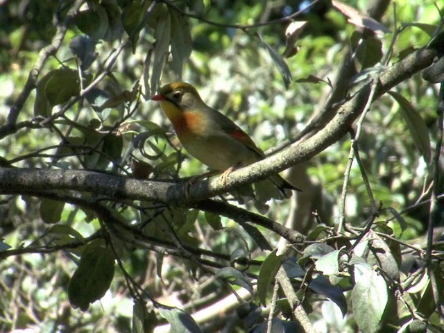 Red-billed Leiothrix - ML201544761