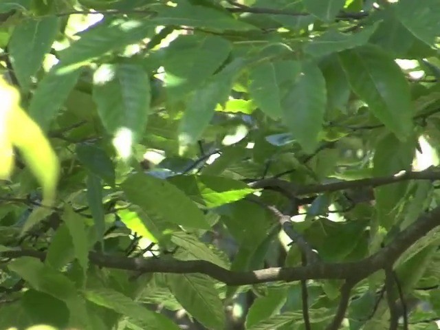 Martens's Warbler - ML201544771