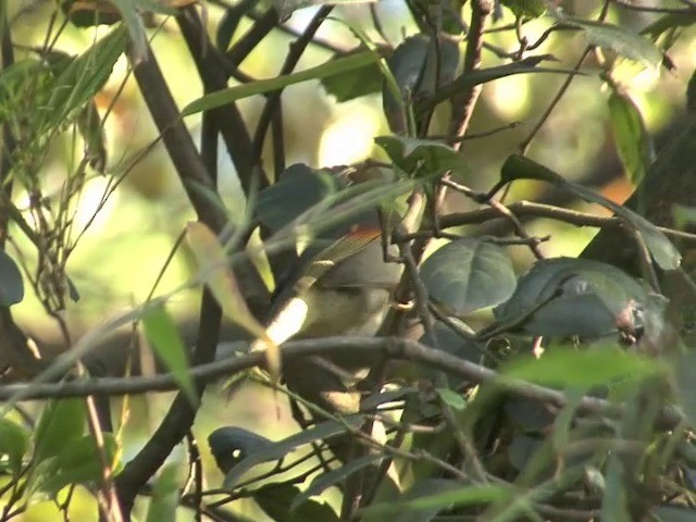 Red-billed Leiothrix - ML201544801