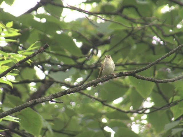 Large-billed Leaf Warbler - ML201544811