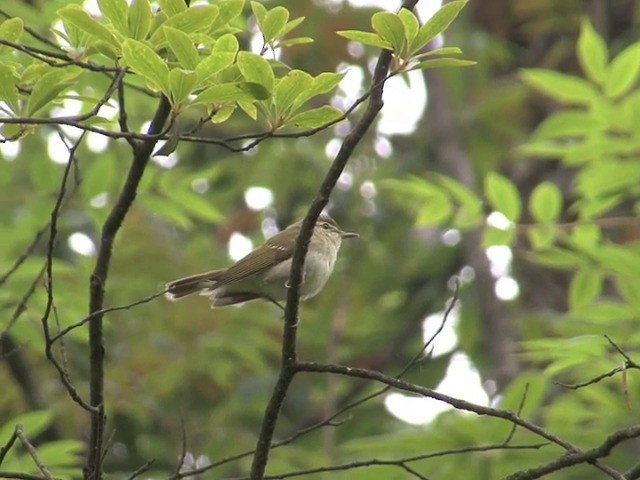 Mosquitero Picudo - ML201544821