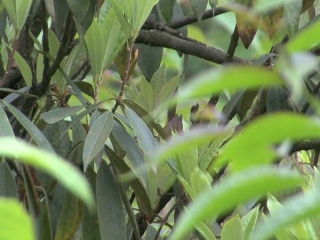 Aberrant Bush Warbler (Perplexing) - ML201544831