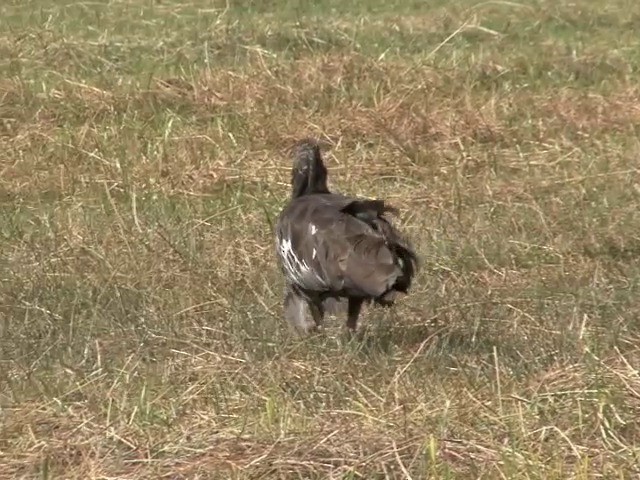 Wattled Ibis - ML201544861