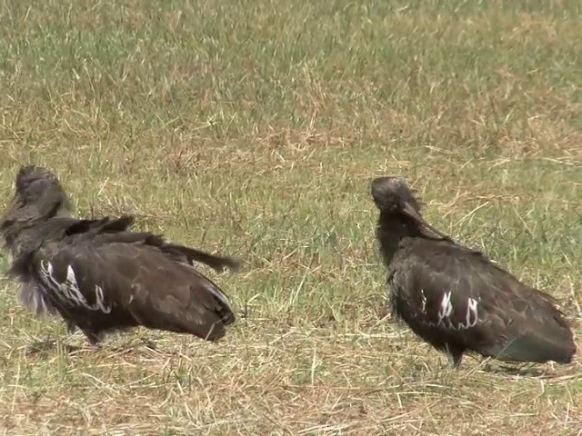 Ibis caronculé - ML201544871