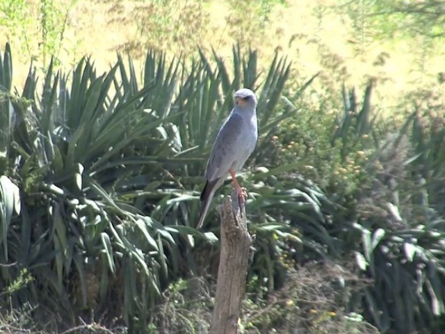 Dark Chanting-Goshawk - ML201544891