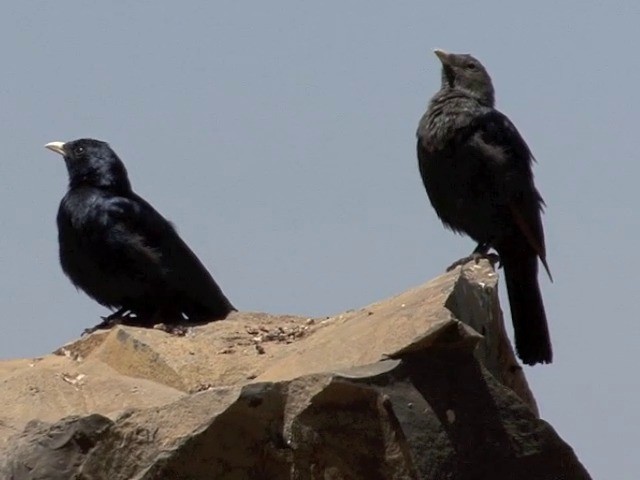 White-billed Starling - ML201544901