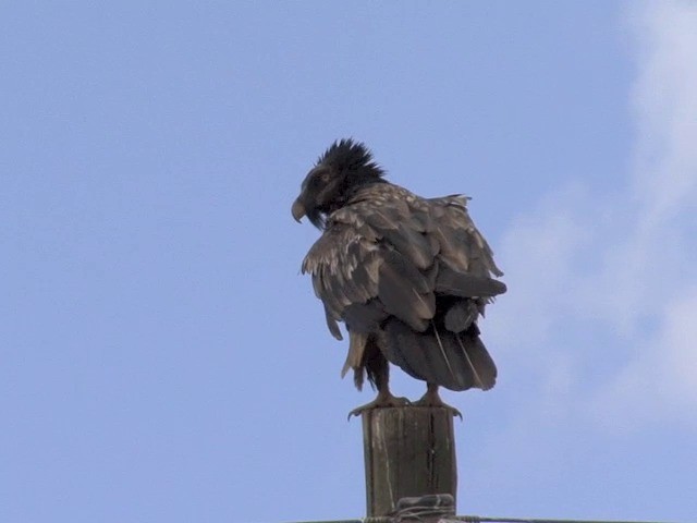 Bearded Vulture - ML201544921