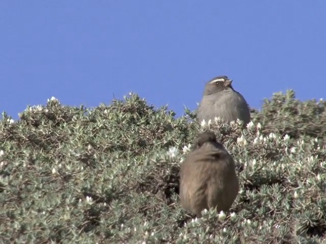 Brown-rumped Seedeater - ML201544951