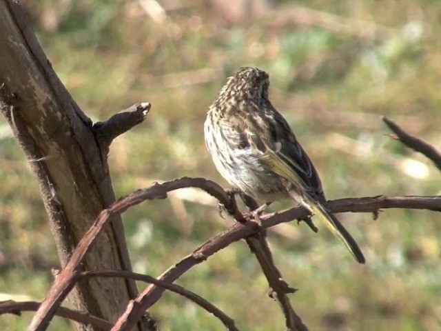 Serín Estriado - ML201544981