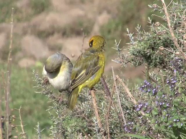 Baglafecht Weaver (Baglafecht) - ML201544991