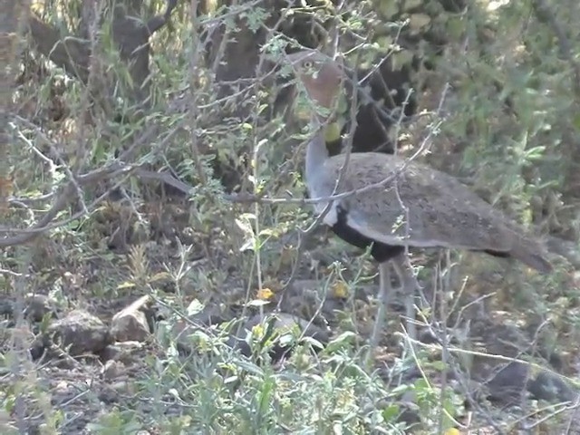 Buff-crested Bustard - ML201545071