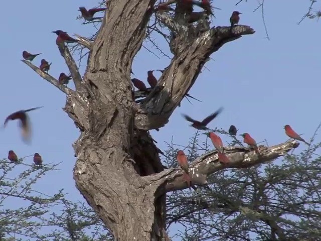 Northern Carmine Bee-eater - ML201545101