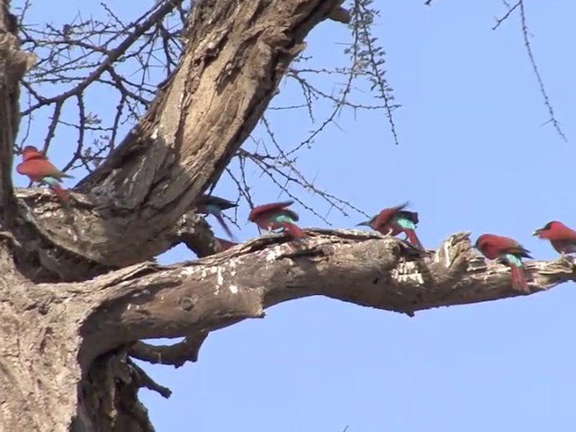 Northern Carmine Bee-eater - ML201545111