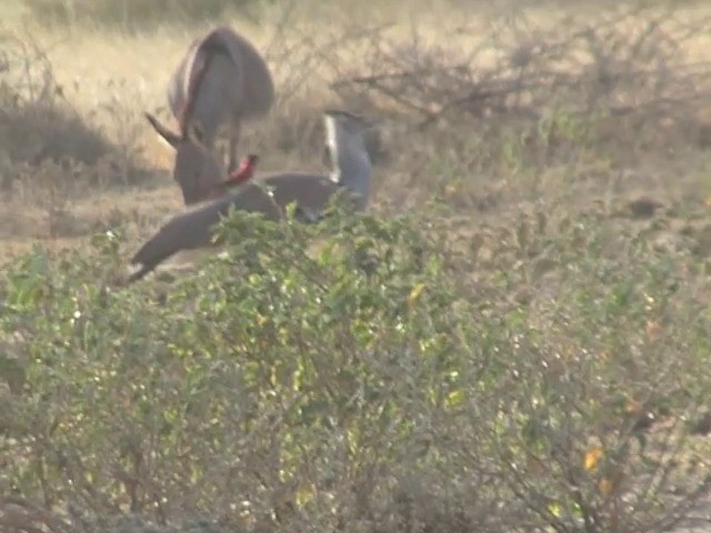 Northern Carmine Bee-eater - ML201545121