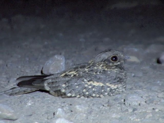 Slender-tailed Nightjar - ML201545161