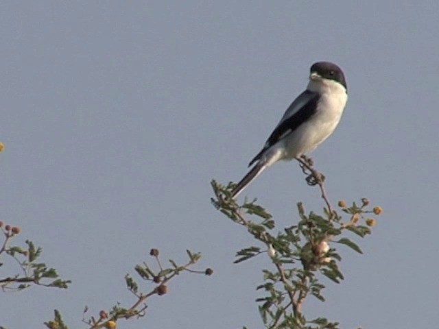 Pie-grièche de Somalie - ML201545181