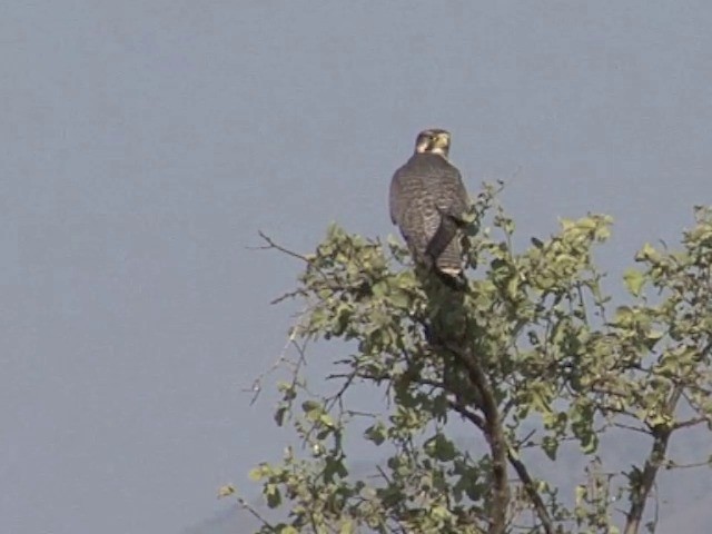 Lanner Falcon - ML201545191