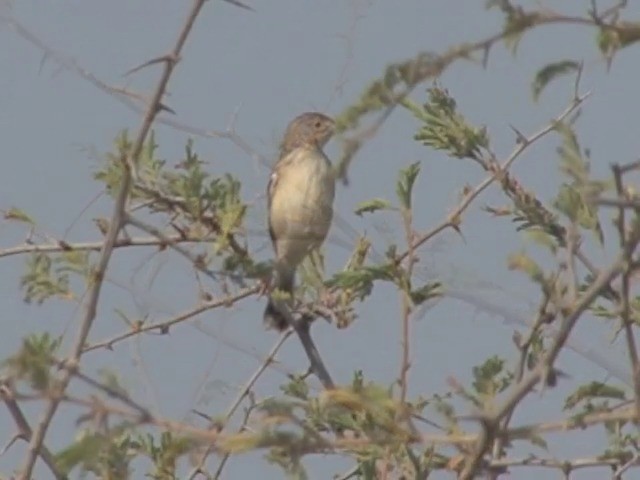 Ashy Cisticola - ML201545201