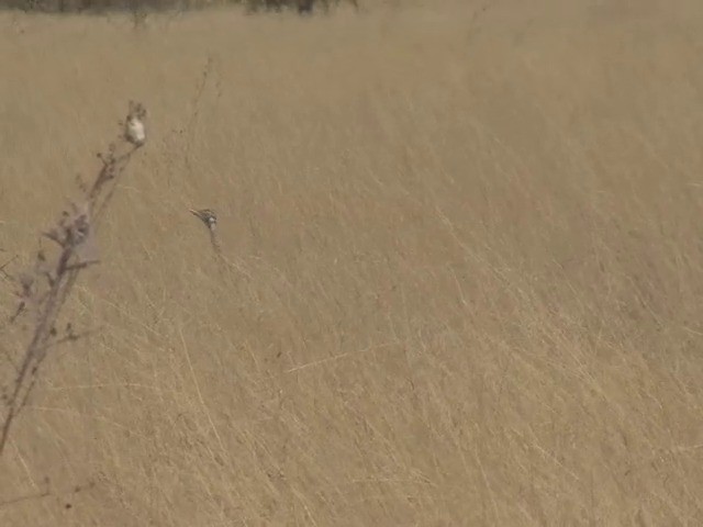 Hartlaub's Bustard - ML201545211