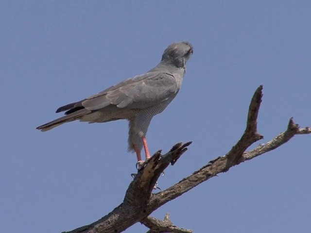 Dark Chanting-Goshawk - ML201545241