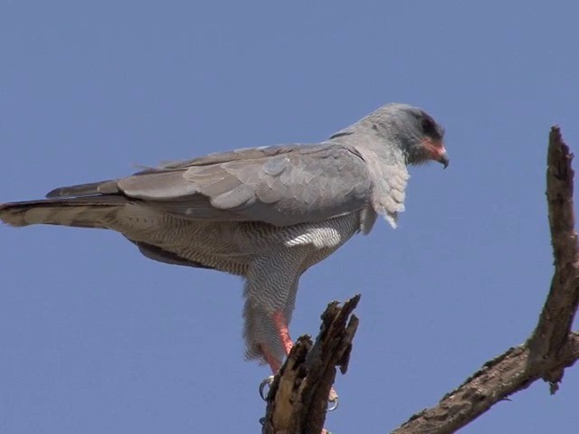 Dark Chanting-Goshawk - ML201545251