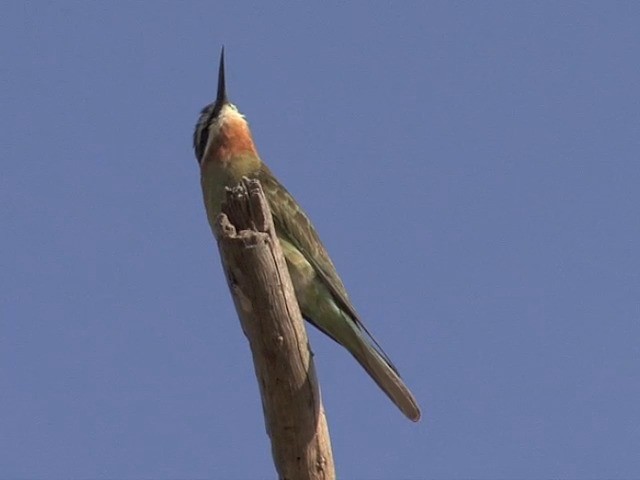 Madagascar Bee-eater - ML201545261