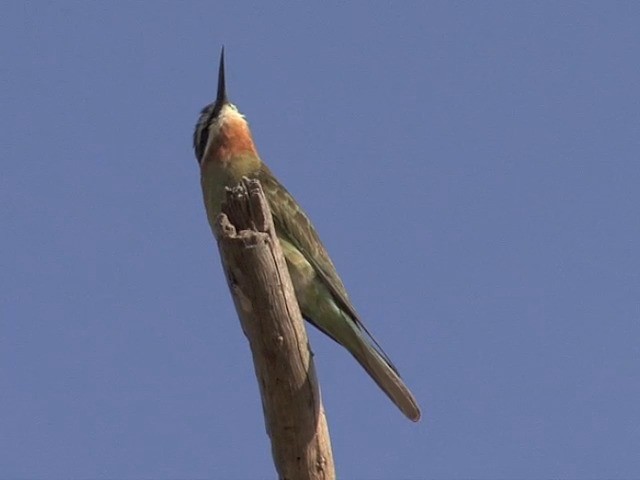 Guêpier de Madagascar - ML201545261