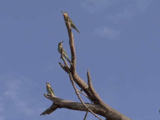 Madagascar Bee-eater - ML201545271