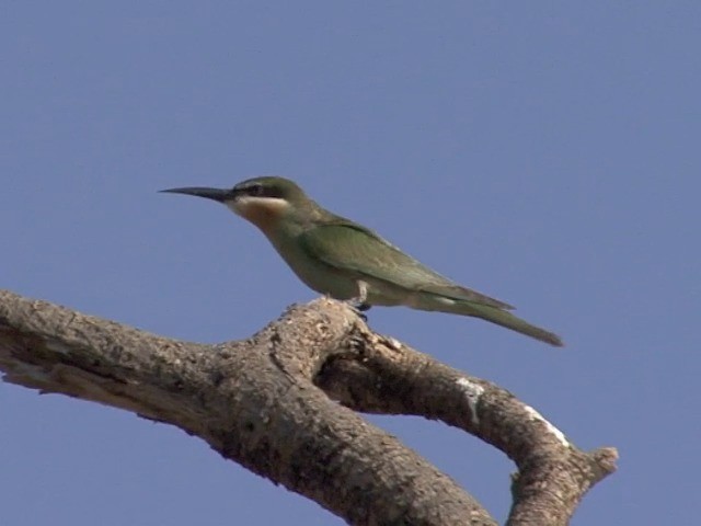 Madagascar Bee-eater - ML201545281