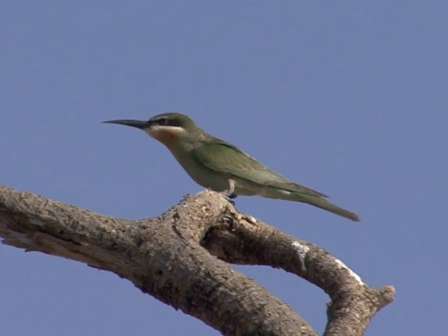 Guêpier de Madagascar - ML201545281