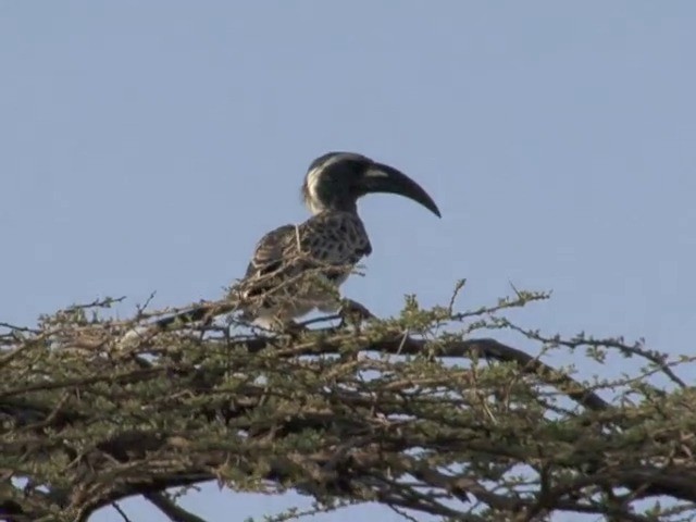 African Gray Hornbill - ML201545301