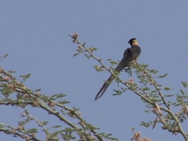 Eastern Paradise-Whydah - ML201545321