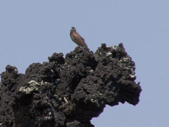 Striolated Bunting - ML201545331