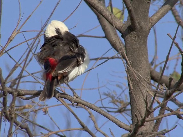 White-headed Buffalo-Weaver - ML201545341