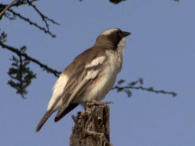 Tejedor Gorrión Cejiblanco (melanorhynchus) - ML201545351