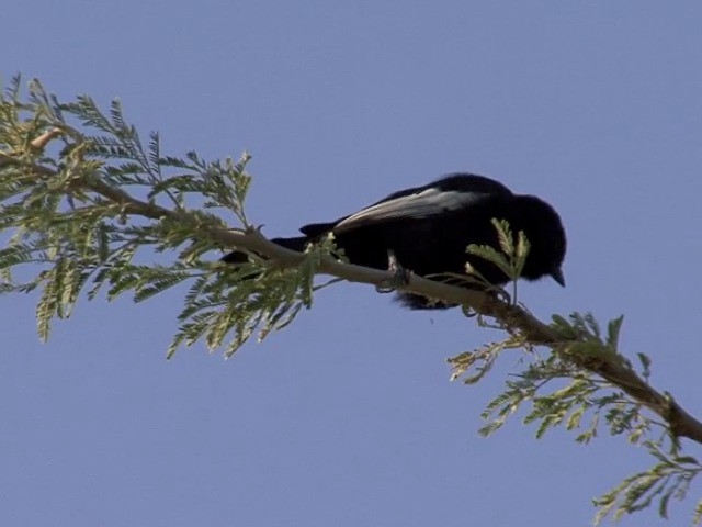 White-winged Black-Tit - ML201545371