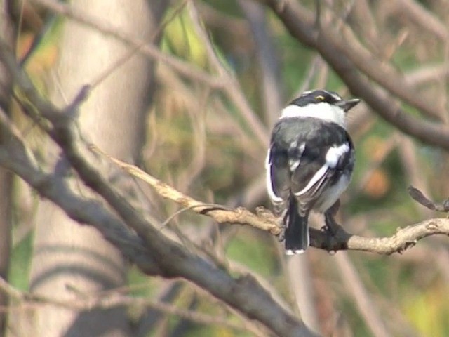 Gray-headed Batis - ML201545381