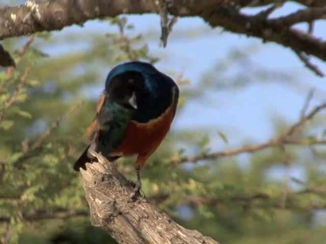 Superb Starling - ML201545391