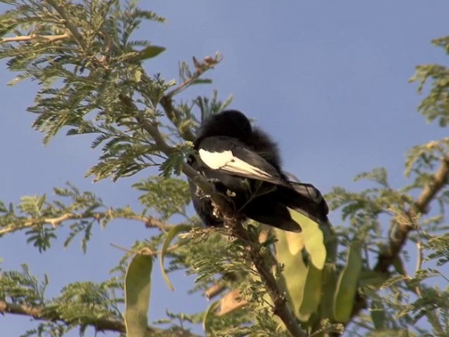 White-winged Black-Tit - ML201545411