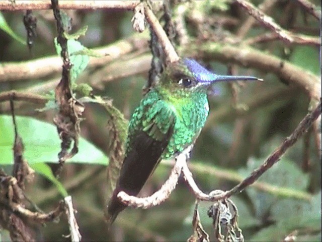 kolibřík fialovočelý - ML201545451
